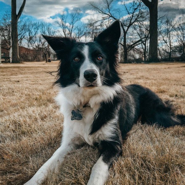 border collie in Cleveland, Ohio