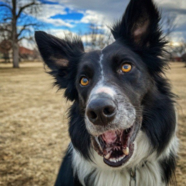 border collie in Denver, Colorado