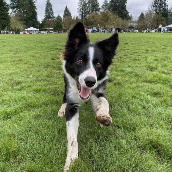 border collie in Eugene, Oregon
