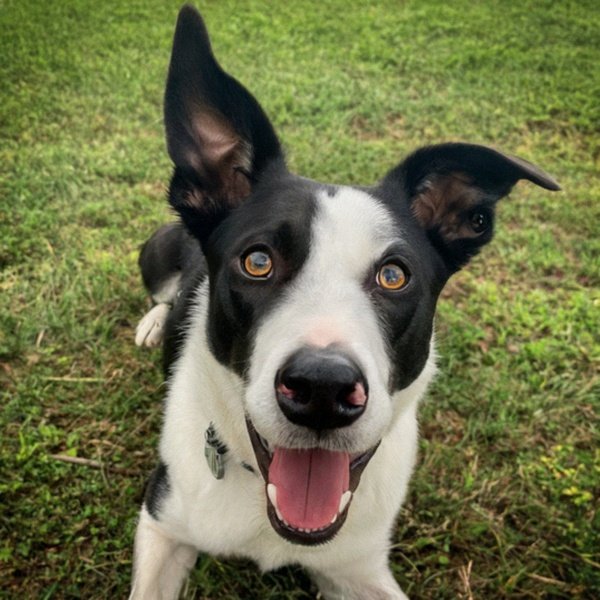 border collie in Fayetteville, North Carolina