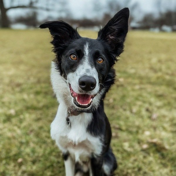 border collie in Fort Wayne, Indiana