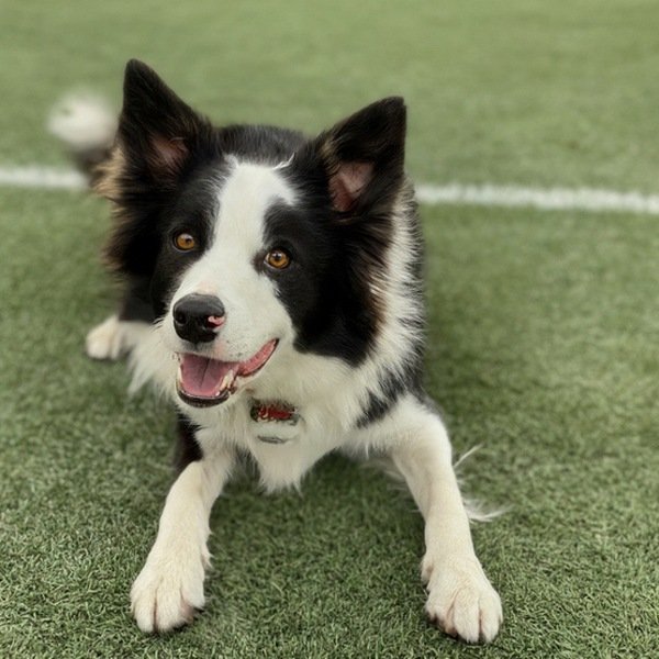 border collie in Gilbert, Arizona