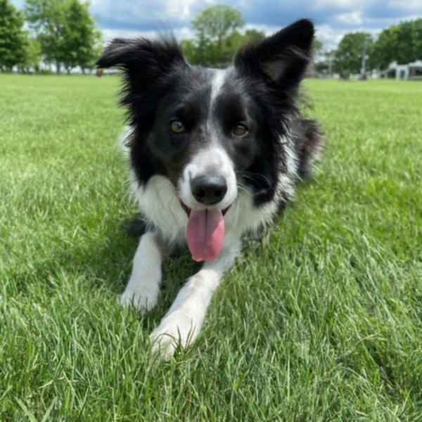 border collie in Grand Rapids, Michigan