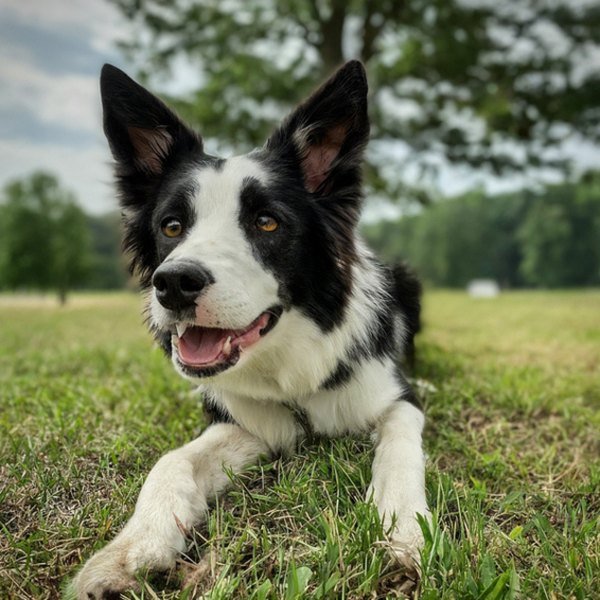 border collie in Greensboro, North Carolina