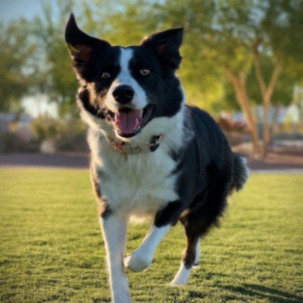 border collie in Henderson, Nevada
