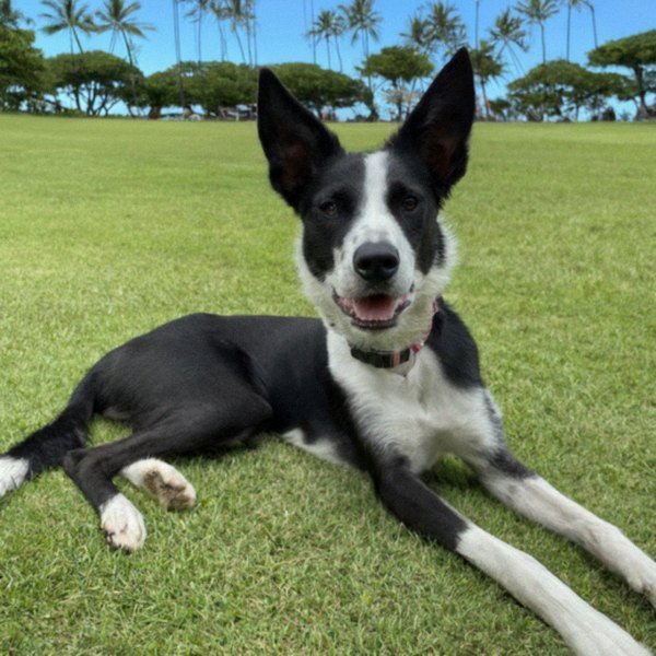 border collie in Honolulu, Hawaii