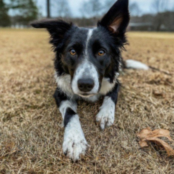 border collie in Huntsville, Alabama