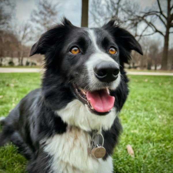 border collie in Indianapolis, Indiana