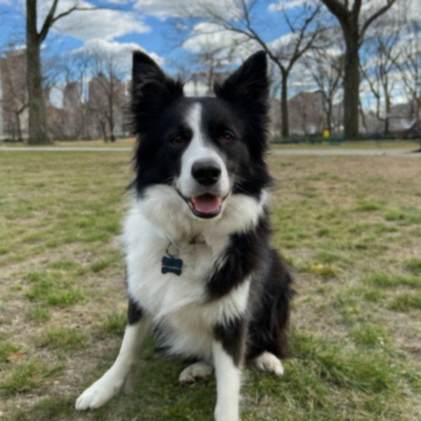 border collie in Jersey City, New Jersey