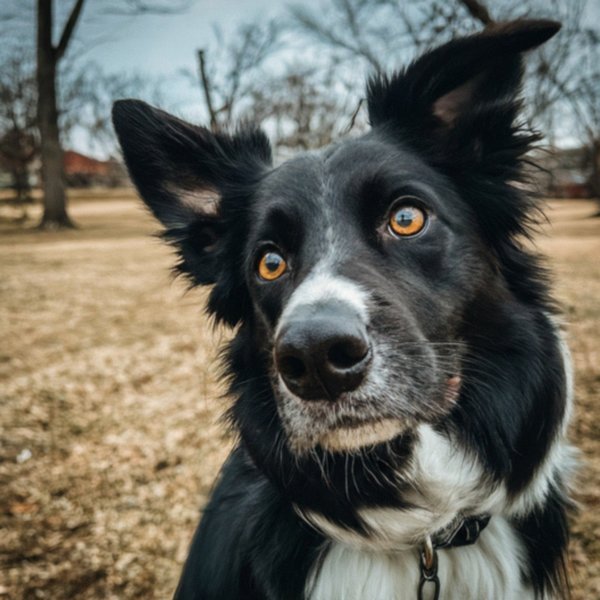 border collie in Kansas City, Missouri