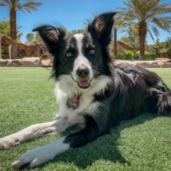border collie in Las Vegas, Nevada