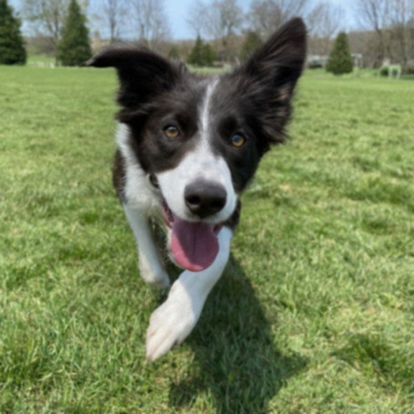 border collie in Lexington, Kentucky