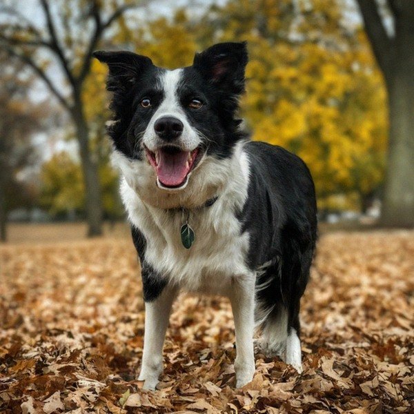 border collie in Lincoln, Nebraska