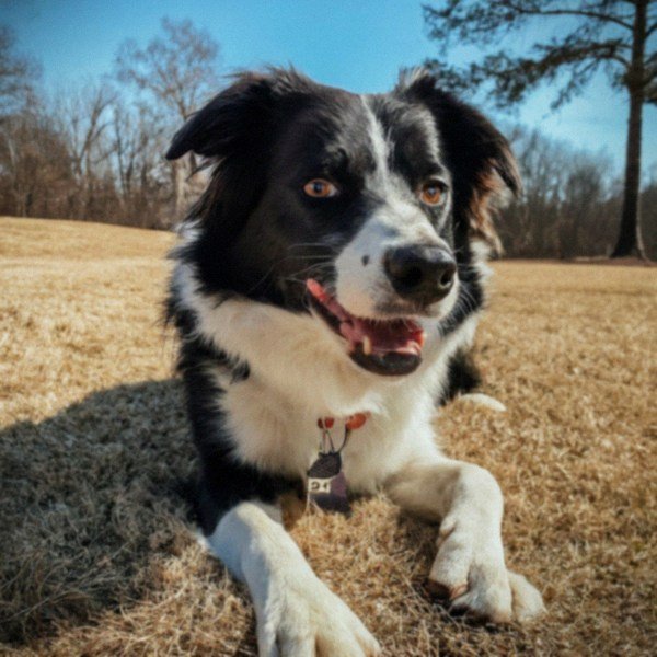 border collie in Little Rock, Arkansas