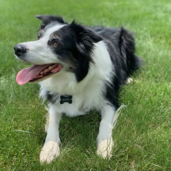 border collie in Madison, Wisconsin