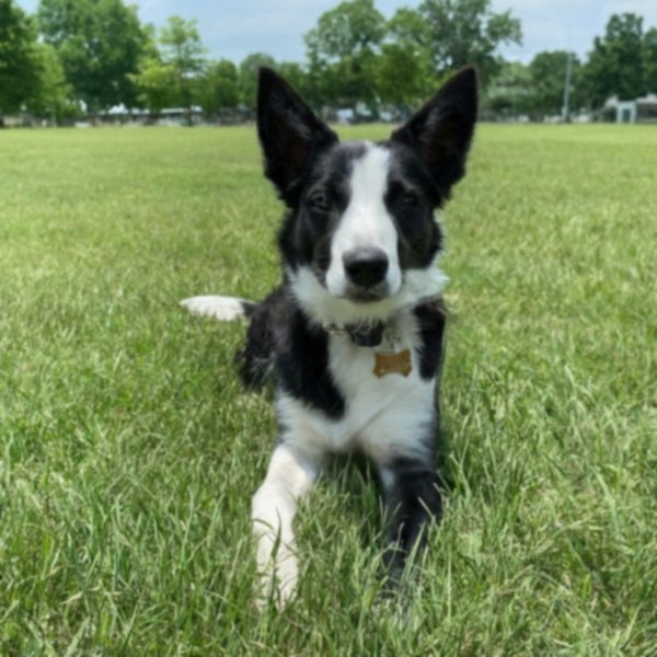 border collie in Memphis, Tennessee