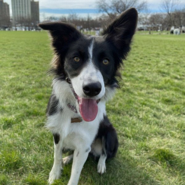 border collie in Milwaukee, Wisconsin