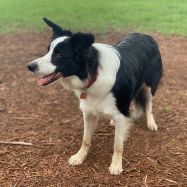 border collie in Montgomery, Alabama
