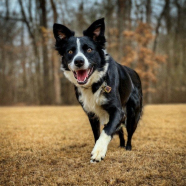 border collie in Murfreesboro, Tennessee