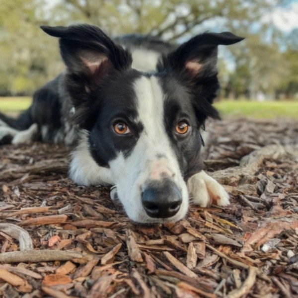 border collie in New Orleans, Louisiana