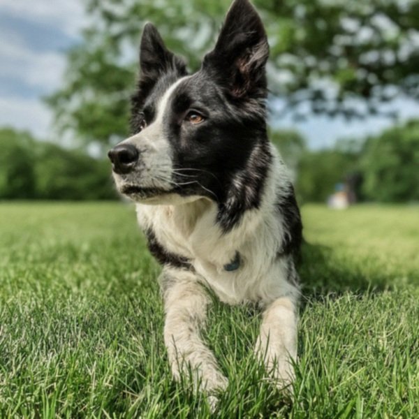 border collie in Newark, New Jersey
