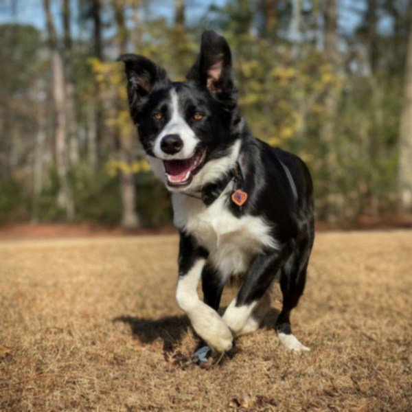 border collie in Norfolk, Virginia