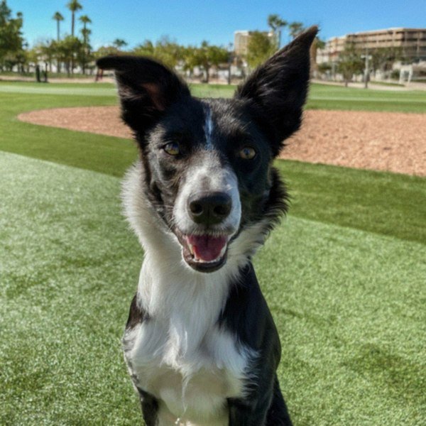 border collie in North Las Vegas, Nevada