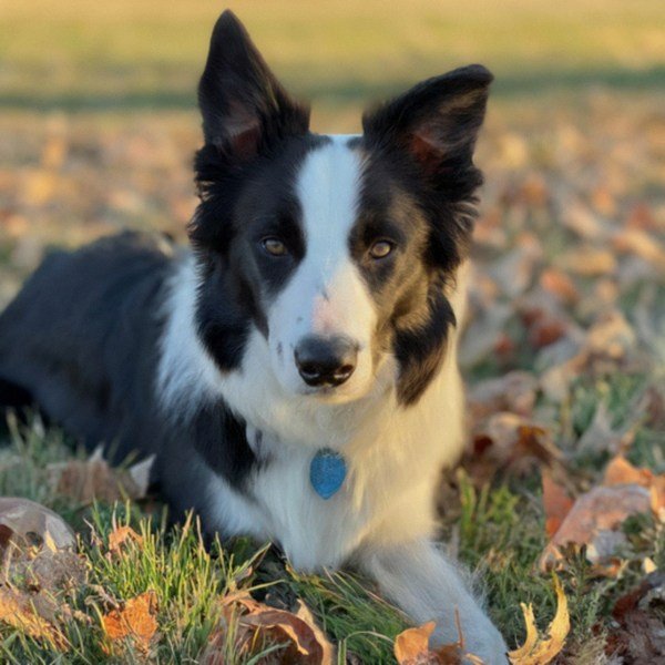 border collie in Omaha, Nebraska