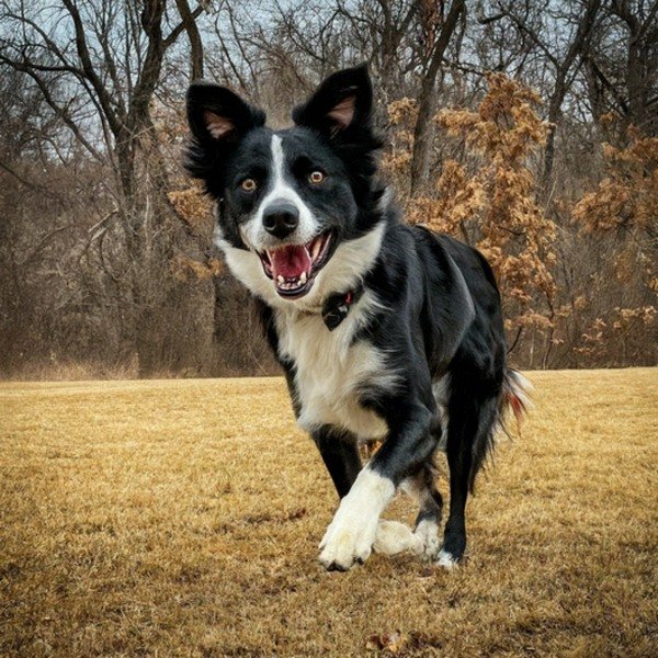border collie in Overland Park, Kansas