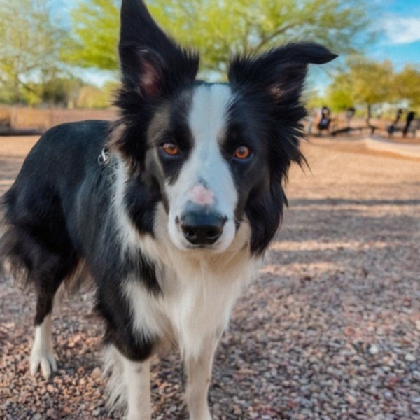 border collie in Phoenix, Arizona