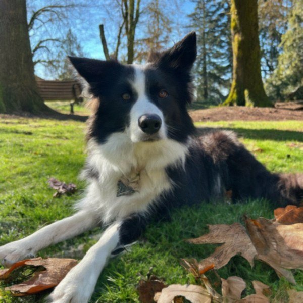 border collie in Portland, Oregon