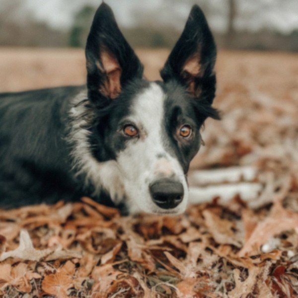 border collie in Raleigh, North Carolina