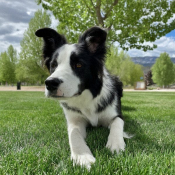 border collie in Reno, Nevada