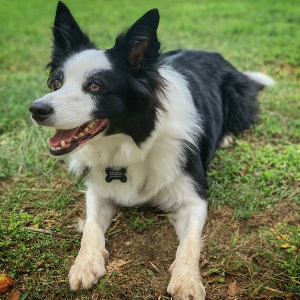border collie in Richmond, Virginia