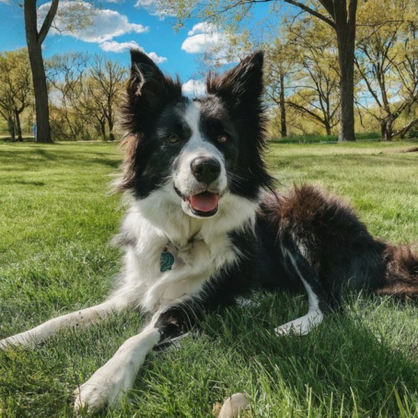border collie in Saint Paul, Minnesota