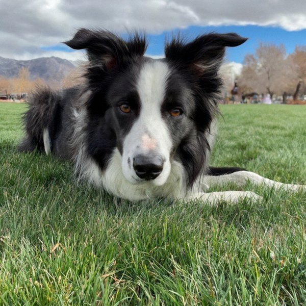 border collie in Salt Lake City, Utah