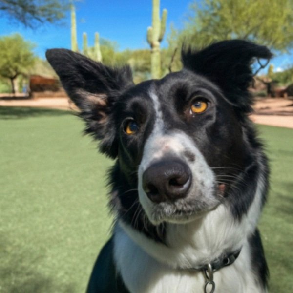 border collie in Scottsdale, Arizona