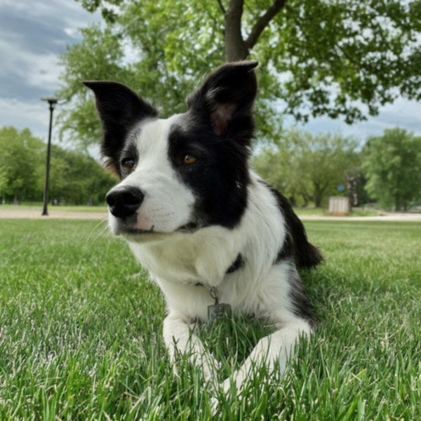 border collie in Sioux Falls, South Dakota