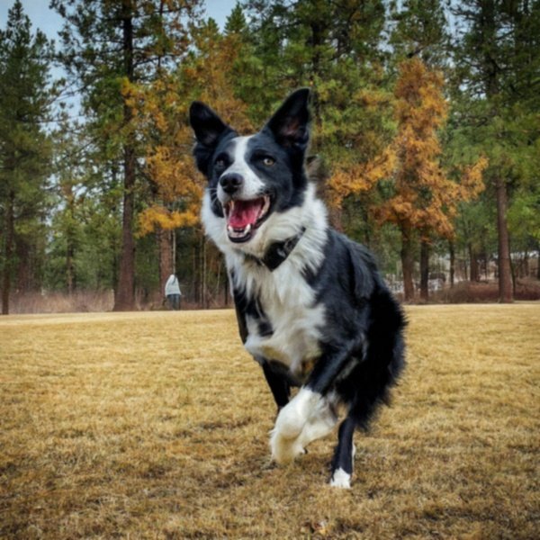 border collie in Spokane, Washington