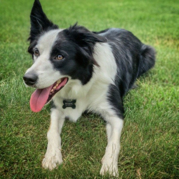 border collie in St. Louis, Missouri