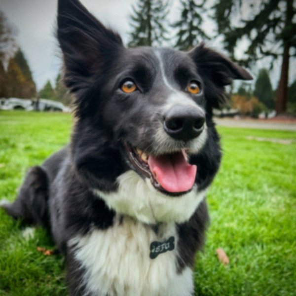 border collie in Tacoma, Washington