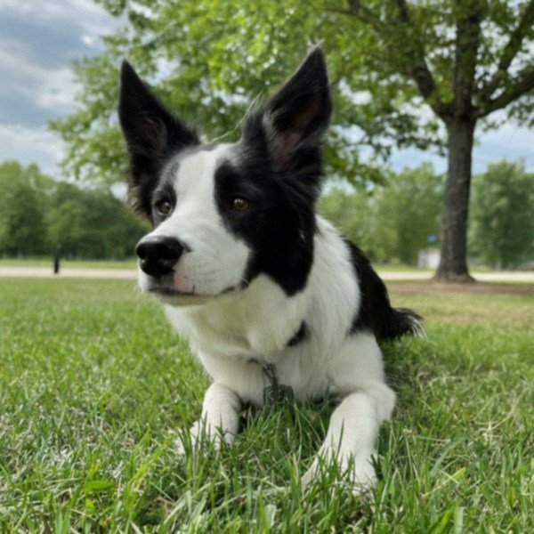 border collie in Toledo, Ohio
