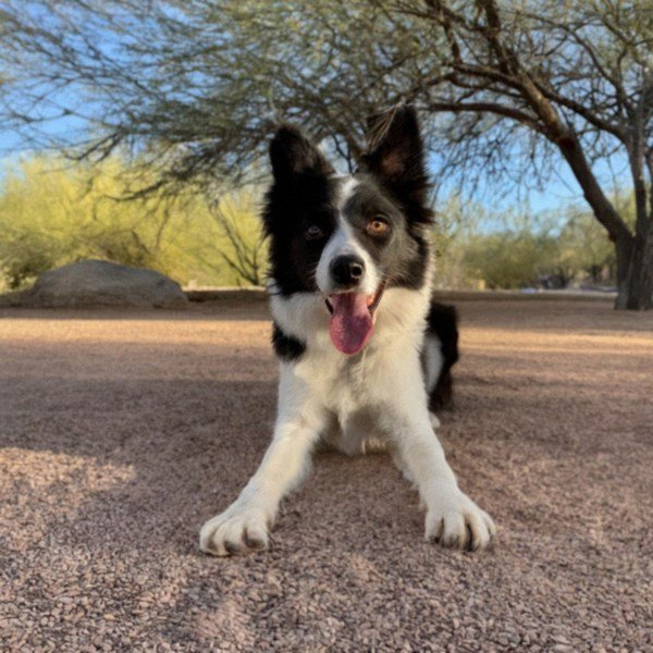 border collie in Tucson, Arizona