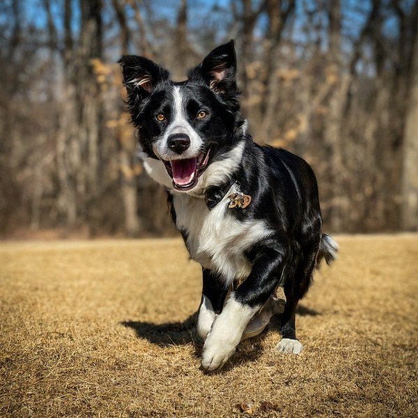 border collie in Tulsa, Oklahoma
