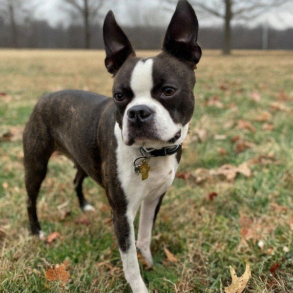 boston terrier in Akron, Ohio