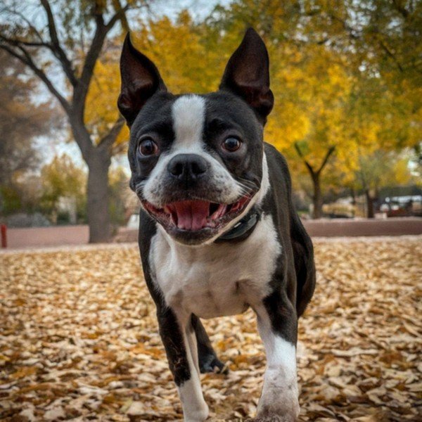 boston terrier in Albuquerque, New Mexico
