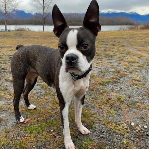 boston terrier in Anchorage, Alaska