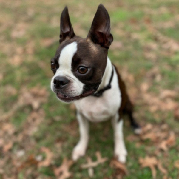 boston terrier in Atlanta, Georgia