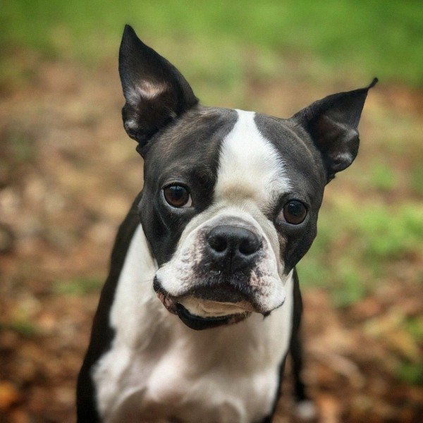 boston terrier in Augusta, Georgia