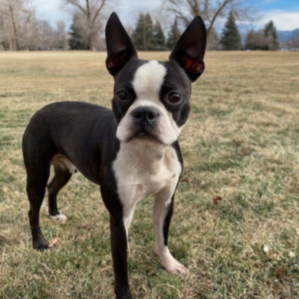 boston terrier in Aurora, Colorado